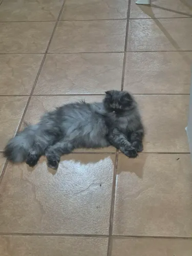 Casal Jovem de Gato Persa