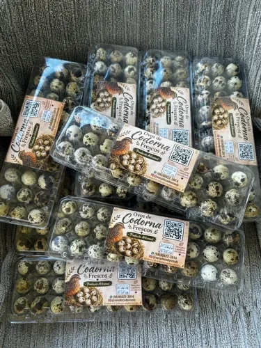 Ovos de codorna