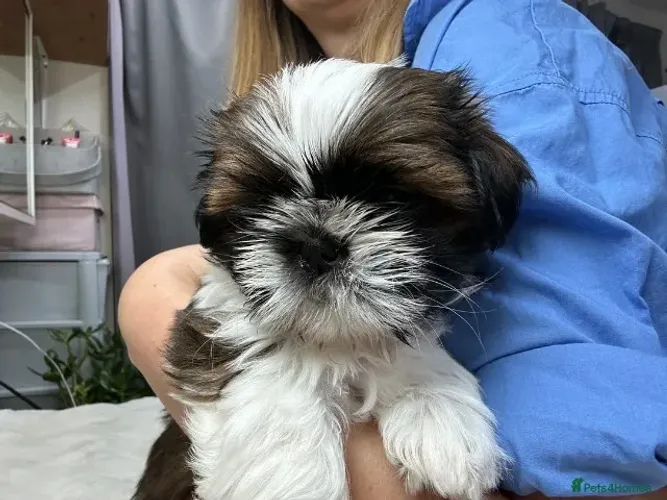Filhotinhos shih tzu/shitzu dócil e temperamento saudável ativo único