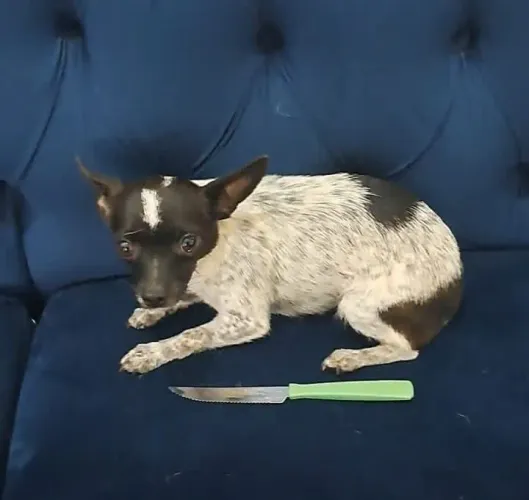 Pinscher Fêmea micro 