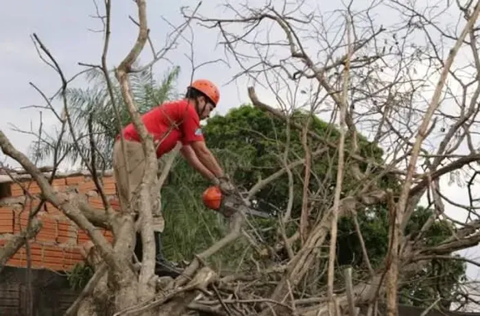 Faço corte e poda de árvores em Recife toda região metropolitana.Recife