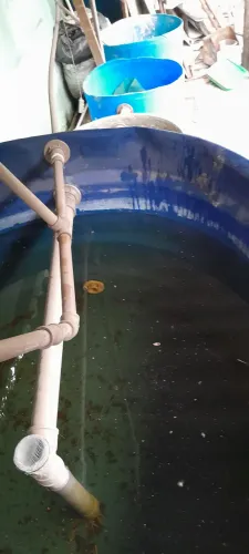 Circuito fechado de criação de peixes.