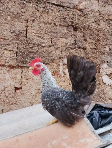 Franguinho garnisé