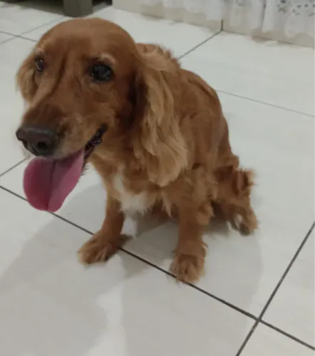 Cão para adoção 
