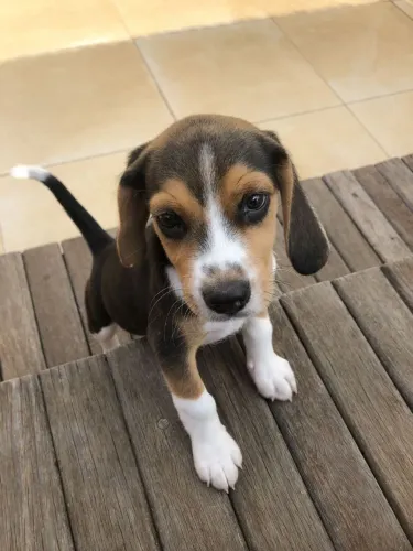 Beagle Surpreenda com um presente de verdade