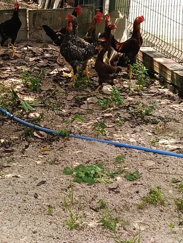 Frangotes da raça tailandês 