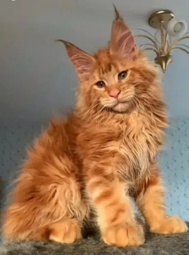 Maine Coon Gato Gigante 