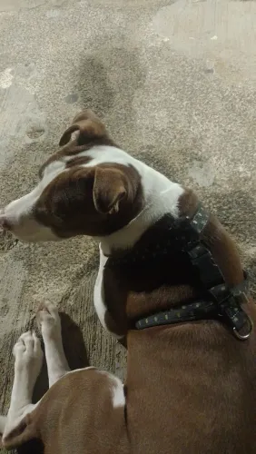 Vendo esse Pit Bull raça pura dócil 