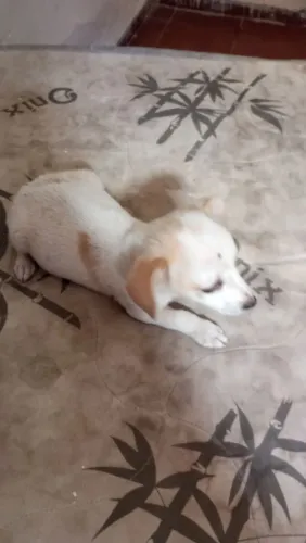 Estou doando essa cachorrinha fêmea porte pequeno chamar no ZAP *