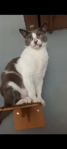 Gatinha para adoção