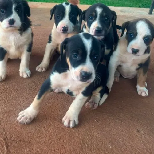 Cachorro para doação.