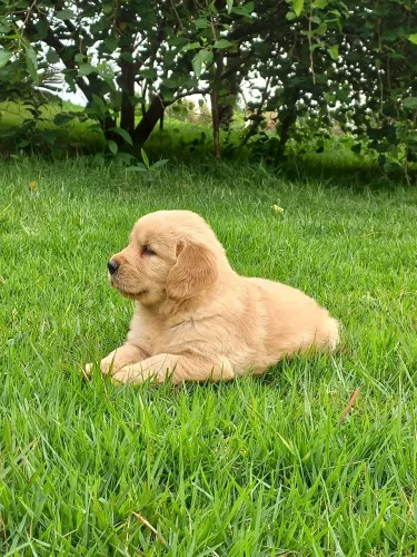 Filhotes de Golden Retriever 