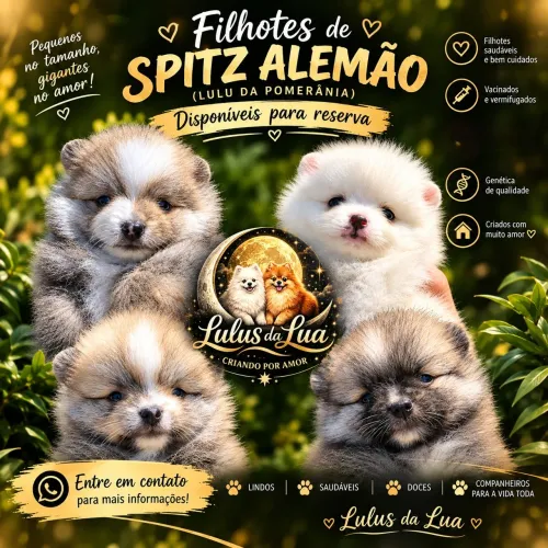 Filhotes De Spitz Alemão 