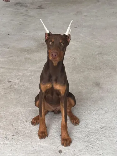 Filhote de Doberman / Doberman 