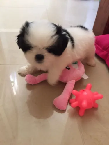 Shih Tzu Filhotinho para quem não abre mão de charme