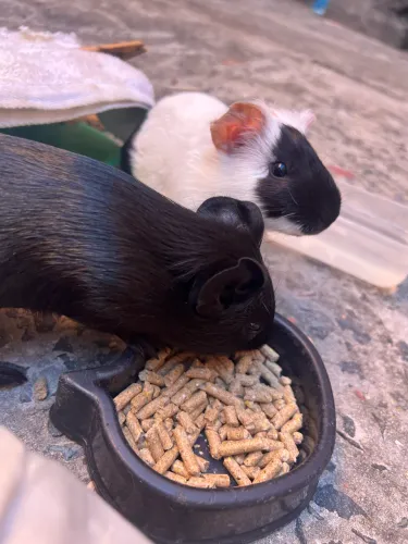 Vende-Se Porquinhos-Da-Índia De 3 Meses Americano Pelo Curto 