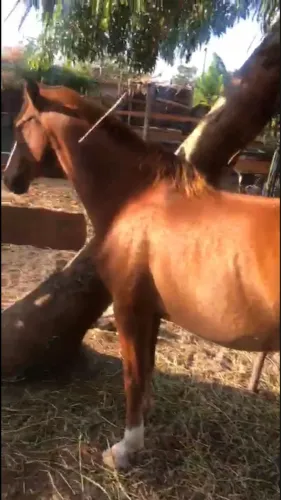 Cavalo