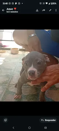 Filhote de American Bully 3 meses