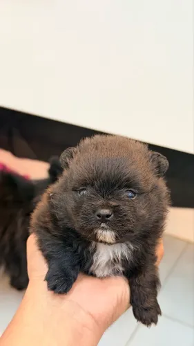 Spitz alemão LULU