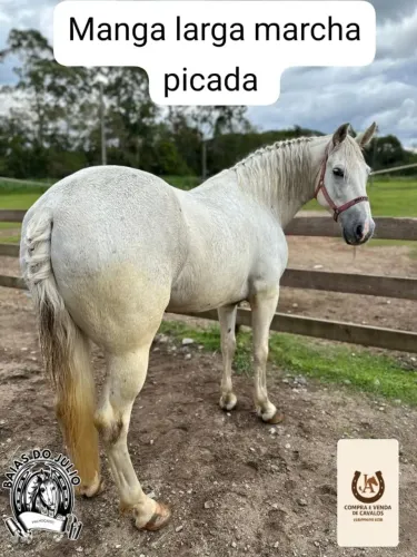 Cavalo manga larga marcha picada