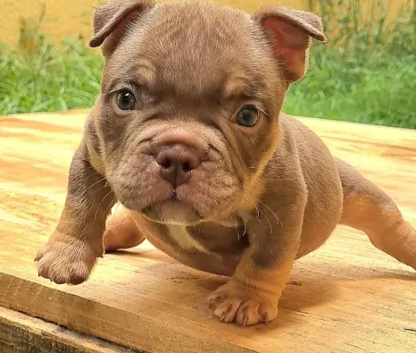 American Bully  / Exotic Bully 