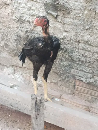 Frango