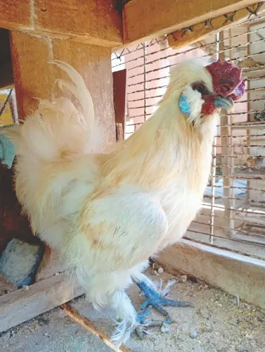 Galo sedosa