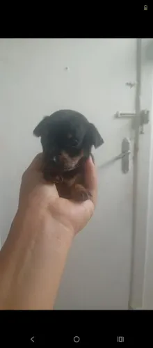 Pincher