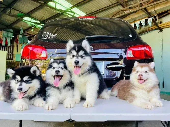Filhotes de Husky Siberiano | Filhotinhos que brilham por si!