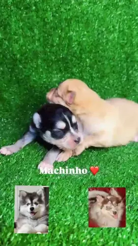 Filhotes Pomsky com Pedigree Disponíveis em São Paulo
