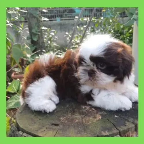 Shitzu Shih Tzu machinho linhagem fígado