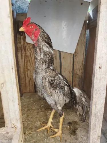 Vendo três galo índio