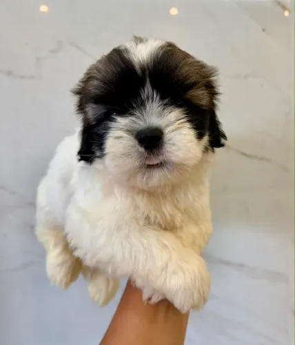 Cachorro shihtzu 