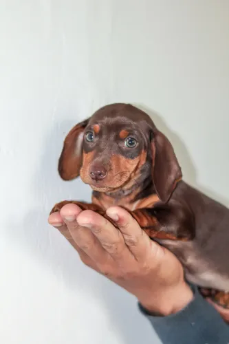 Dachshund 