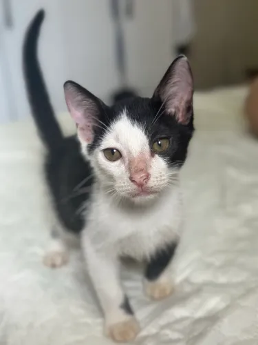 Doa-se filhote de gato macho