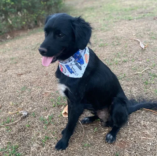 Cachorrinho peludo para adoção responsável