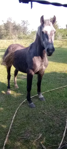 Cavalo