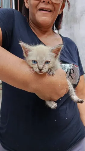 Gatinha para adoção responsável