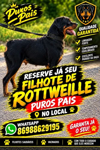 Filhotes de rottweiller