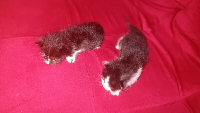 Gatos para doação