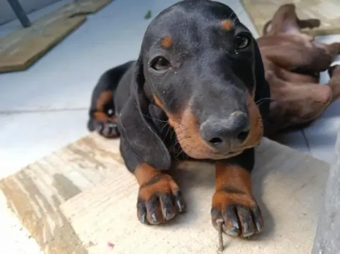 Dachshund Black Tan macho
