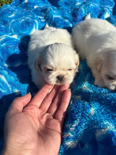 Shih tzu
