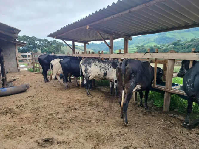 Vendo vacas leiteiras