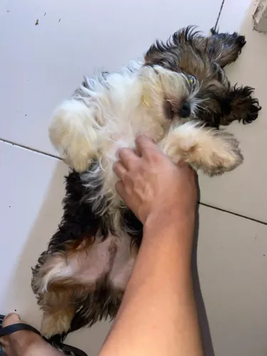 Filhote Shihtzu 
