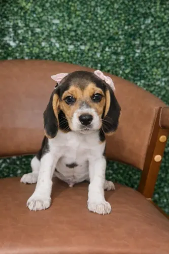 Beagle