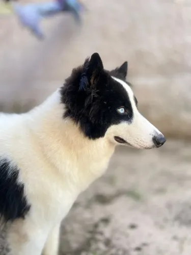 Husky siberian