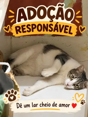 Gato para adoção