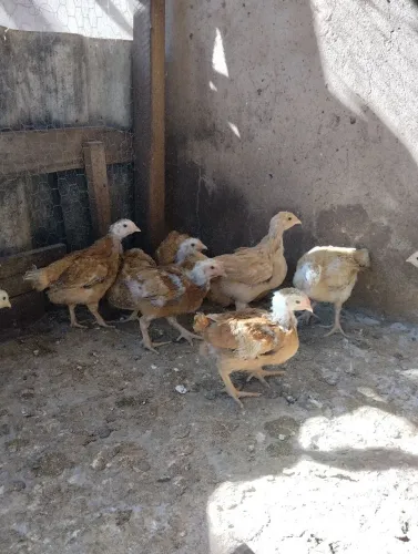 Franguinhos e franguinhas de caipira pesadão