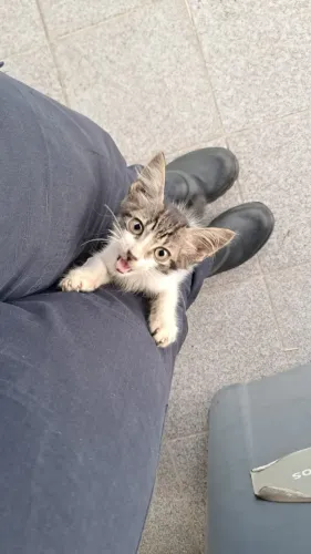 Gatinha para doação 