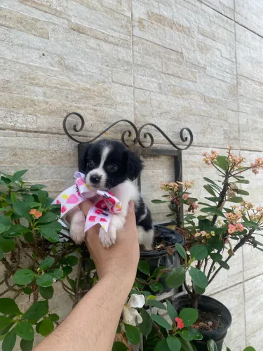 Shih tzu com poodle fêmea caminha brinde lindinha
